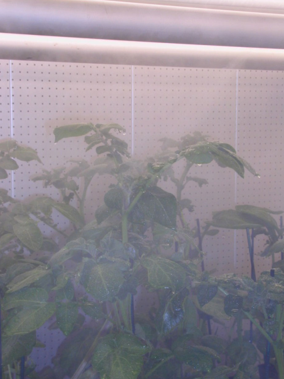 enceinte en brouillard avec plantes